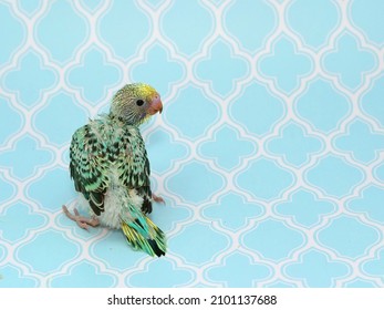 Cute Green Baby Budgie Parrot.