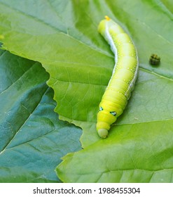 Cute Green Caterpillar Larvae Walking On Stock Photo 1988455304 ...