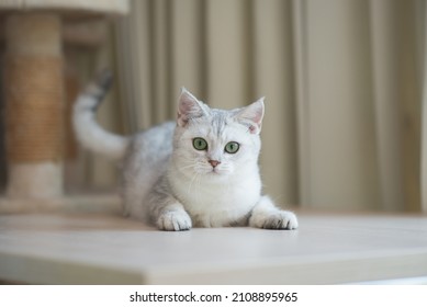 Cute Green eyes cat lying on wooden table and looking at camera