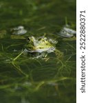 Cute Green Frog in Pond, Amphibian, Nature, Animals, Fauna 