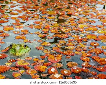 A Cute Green Frog Swim On The Pond That Full Of Free Floating Aquatic Plants, Feathered Mosquitofern (azolla Pinnata).