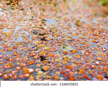 A Cute Green Frog Swim On The Pond That Full Of Free Floating Aquatic Plants, Feathered Mosquitofern (azolla Pinnata).