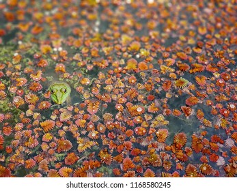 A Cute Green Frog Swim On The Pond That Full Of Free Floating Aquatic Plants, Feathered Mosquitofern (Azolla Pinnata).