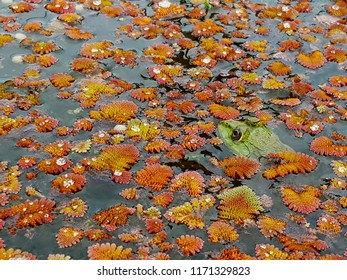 A Cute Green Frog Swim On The Pond That Full Of Free Floating Aquatic Plants, Feathered Mosquitofern (Azolla Pinnata).