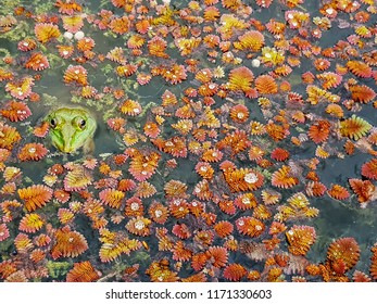 A Cute Green Frog Swim On The Pond That Full Of Free Floating Aquatic Plants, Feathered Mosquitofern (Azolla Pinnata).