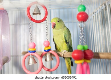 Cute Green Parrot Pet In The Cage