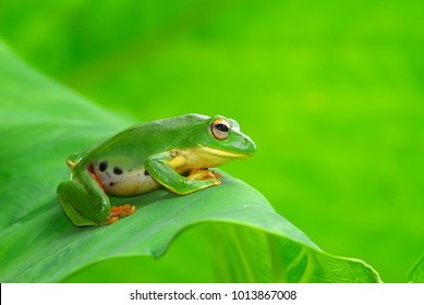 Cute Green Tree Frog