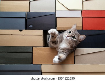 Cute Green-eyed Cat Is Sad That No One Is Playing With Him, He Crawled Into A Pile Of Folded Shoe Boxes, Pulls Paws To The Man With Hope And Looks Intently. Copy Space.