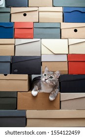 Cute Green-eyed Cat Is Sad That No One Is Playing With Him, He Crawled Into A Pile Of Folded Shoe Boxes And Looks Hopefully At The Owner. Copy Space.