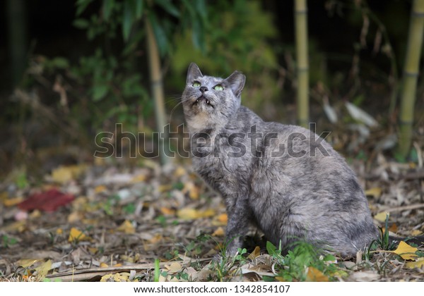 Cute Grey Black Street Cat Korean Stock Photo Edit Now 1342854107