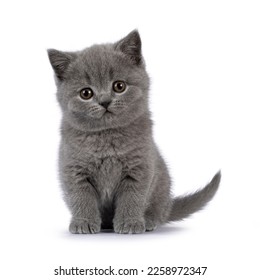 Cute grey British Shorthair cat kitten, sitting up facing front. Looking straight to camera. Isolated on a white background. - Shutterstock ID 2258972347