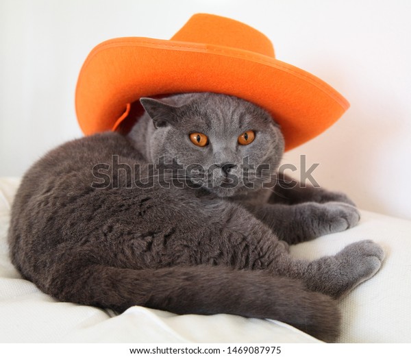 Cute Grey British Shorthair Cat Orange Stock Photo Edit Now