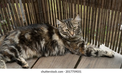 Cute Grey And Brown Cat Relaxing Outside