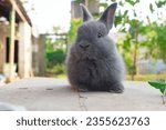 A cute grey bunny captured on the yard
