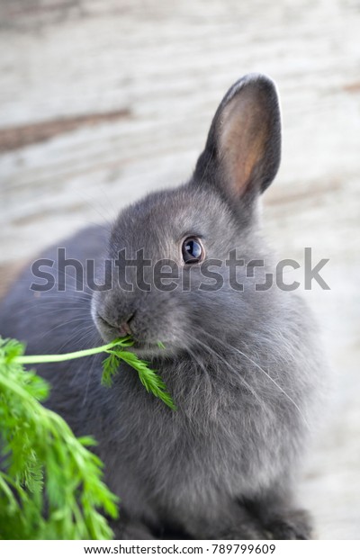 cute grey bunny