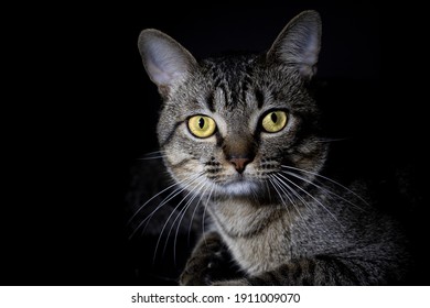 Cute Grey  Cat - Black Background