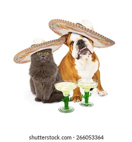 Cute grey cat and bulldog sitting together celebrating Conco De Mayo wearing mexican sombreros with margarita cocktails