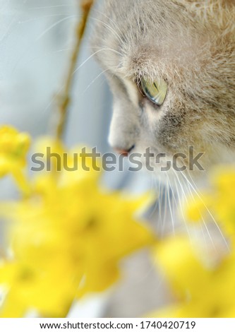 Similar – Katze versteckt in gelben Pflanzen