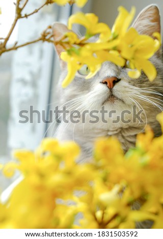 Similar – Katze versteckt in gelben Pflanzen