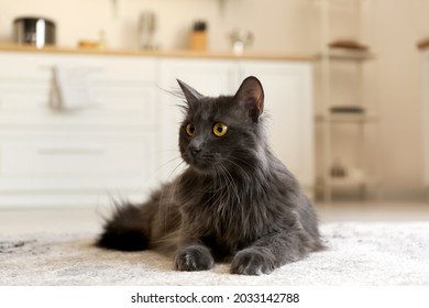 Cute grey cat at home - Shutterstock ID 2033142788