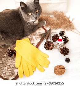 Cute grey cat looking at camera near yellow knitted gloves and Christmas decorations on white wooden table. Cozy winter holiday concept