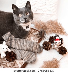 Cute grey cat looking at camera near grey wool socks and Christmas decorations on white wooden table. Scandinavian style hygge