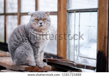 Cute grey cat near the window.