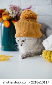 Cute Grey Cat In Orange Knit Hat Sitting Near Sweaters, Autumn Flowers And Leaves