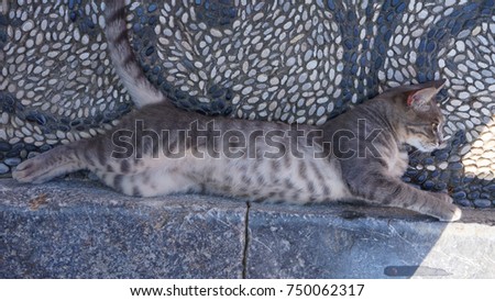 Similar – Image, Stock Photo red tabby cat sitting outside on a windowsill in the sunshine