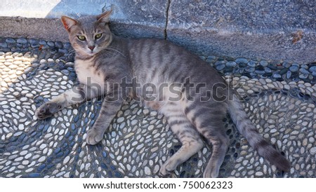 Similar – Image, Stock Photo red tabby cat sitting outside on a windowsill in the sunshine