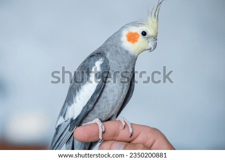 Cute grey cockatiel sits on human index finger. Adorable domestic parakeet with red cheeks and long feathers poses against blurred background closeup
