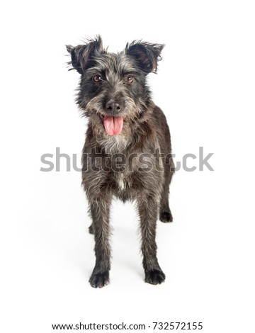 Cute grey color mixed breed terrier dog with shaggy fur