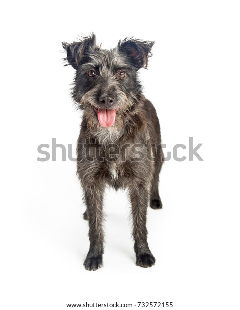 毛が毛むくじゃらのかわいい灰色の雑種テリア犬 の写真素材 今すぐ編集