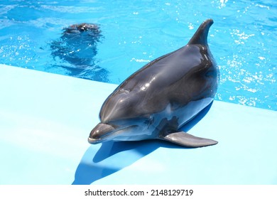 Cute Grey Dolphin At Poolside On Sunny Day