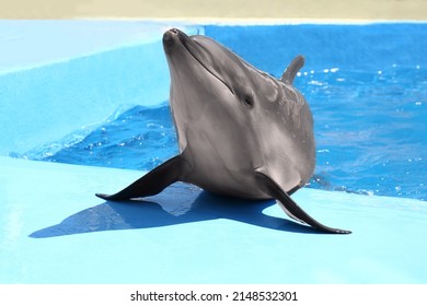 Cute Grey Dolphin At Poolside On Sunny Day