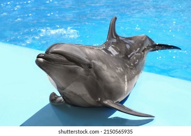 Cute Grey Dolphin At Poolside On Sunny Day