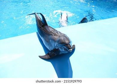 Cute Grey Dolphin At Poolside On Sunny Day