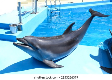 Cute Grey Dolphin At Poolside On Sunny Day