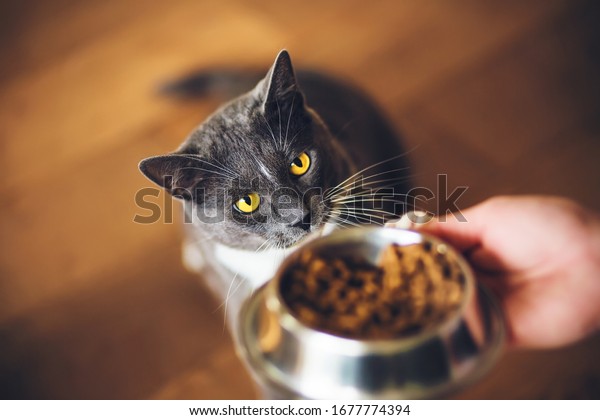 \
A cute grey domestic hungry cat with yellow eyes ask for dry food,\
which is in a bowl in the person\'s hand. Feeding a\
pet.