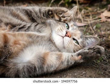 Cute Grey And Ginger Tortoiseshell Tabby Cat Rolling On The Dirt With Paws Up And Looking At Camera Asking For A Belly Rub