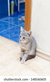 A Cute Grey Kitten Sits At The Open Door Of A Room With A Sad Expression On Her Face. He Sits In A Classic Cat Pose With His Tail Wrapped Around His Legs.