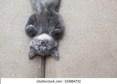 cute grey kitten sleeping on sofa at home - Shutterstock ID 533884732