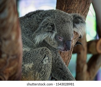 Royalty Free Koala Bear Stock Images Photos Vectors Shutterstock