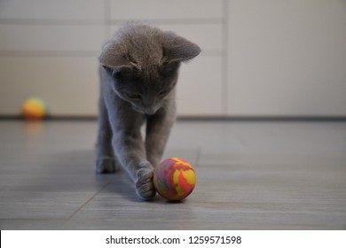 bouncy ball with ears