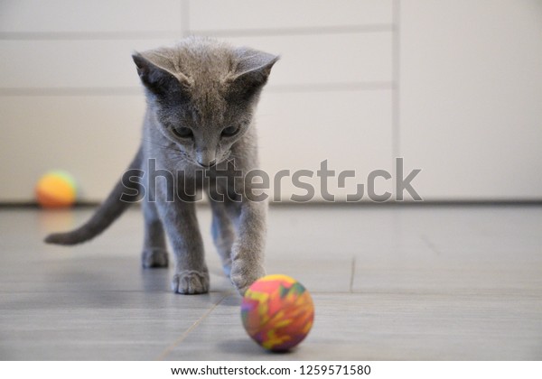 bouncy ball with ears