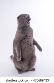 Cute grey Scottish fold cat sitting up paws in the air, mouth open