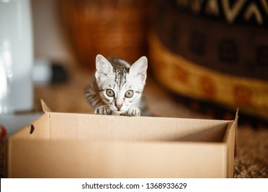 Cute Grey Small Cat In Cardboard Box. Portrait Of A Funny Kitty Looking Out Of The Box. Time For Play And Entertainment