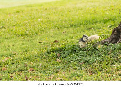 Cute grey squirrel