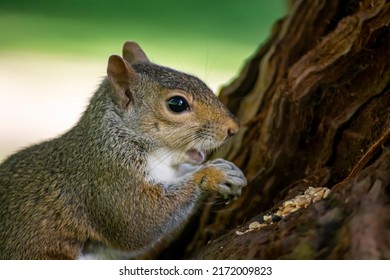 Cute Grey Squirrel Eating Nuts - Powered by Shutterstock