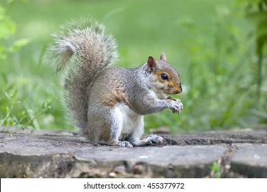 Cute grey squirrel eating in the park